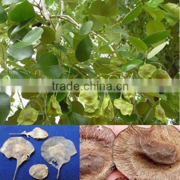 Indian Red sandal forestry tree seeds Pterocarpus santalinus India