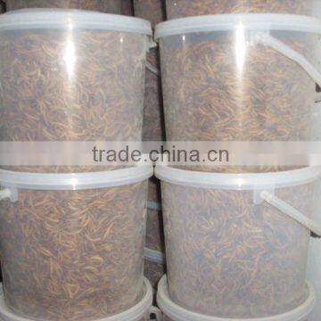 Protein Natural Feed Dried Mealworm Bird Food photo-2