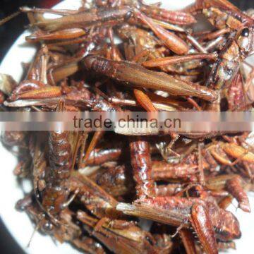 Dried Grasshopper photo-2