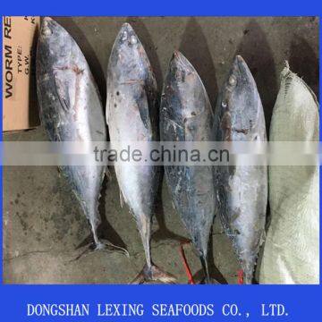 frozen whole round bonito tuna