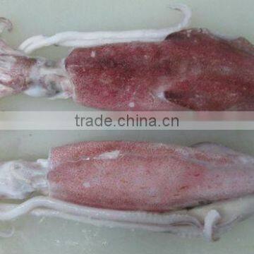 FROZEN WHOLE ROUND SQUID (U5,U7,U10)