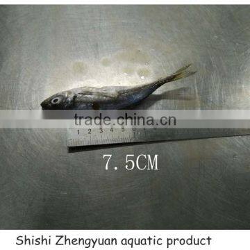 Fresh Frozen HGT Horse Mackerl 6-8cm Loose Package photo-2