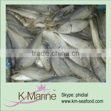 Frozen pacific horse mackerel whole round