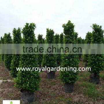 Ficus Panda 3 Steps ,cone Shape Nursery for Landscaping High 1.5-2.5m photo-4