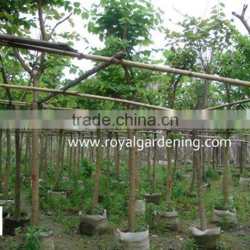 Bauhinia Variegata photo-2