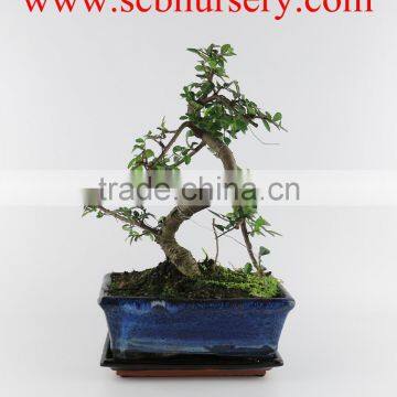 Chinese bonsai Zelkova 20cm Art