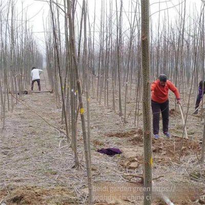 Price of 6 - Centimeter Melia Azedarach Trees With High Survival Rate photo-5