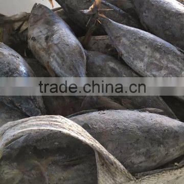 Whole Round 3.4kgs up Frozen Skipjack Tuna Fish