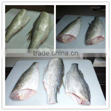 Frozen sea bass HGT