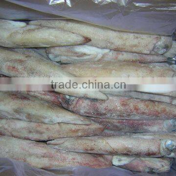 FROZEN WHOLE ROUND SQUID