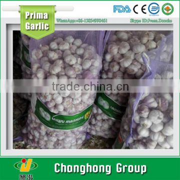 fresh purple garlic with lowest price 2016