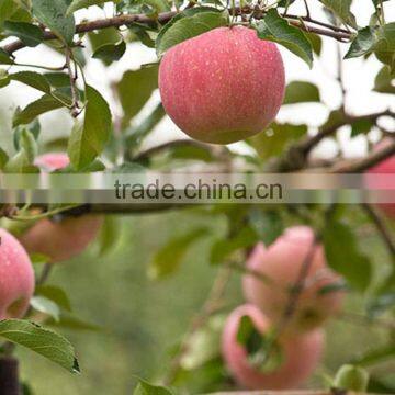 new crop red gala apple/chinese apple fruit/gala from china                        
                                                Quality Choice