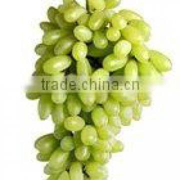 [super Deal] Fresh Grapes