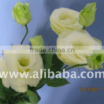 Fresh cut flower color lisianthus