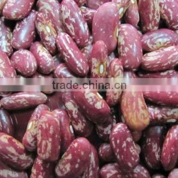 red speckled kidney bean