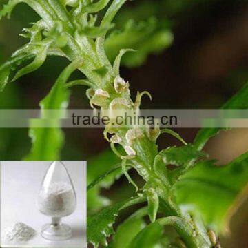 huperzine serrate extract huperzine a 1%