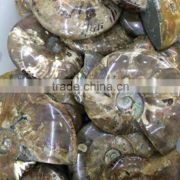 Colorful High Quality Ammolite Fossil in Different Sizes photo-3