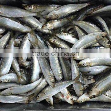 Sea Frozen Canned Sardine For Sale