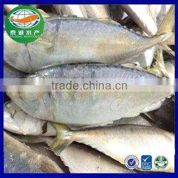 Frozen indian mackerel( rastrelliger Kanagurta) 6-8pcs/kg