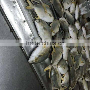 seafood Frozen Golden Pomfret