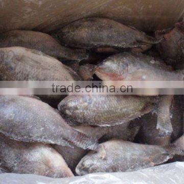 Best Sale Fish Frozen Tilapia Fillet Price Fish