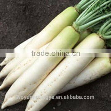 Fresh Radish photo-3