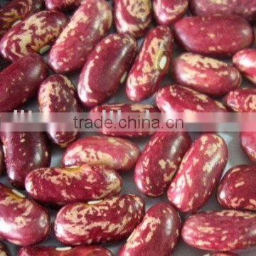 2009 New crop Purple Speckled Kidney Beans