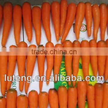 2013 new crop fresh carrot with beautiful color