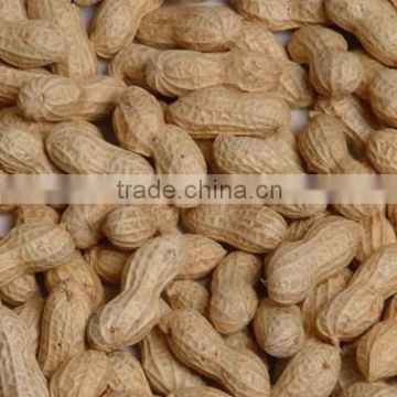 2013 Shandong Peanuts in Shell