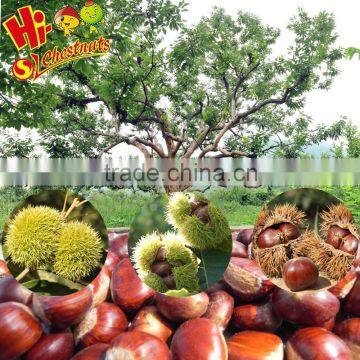 New Crop Fresh Chinese Chestnut Bulk Hebei Chestnuts for Sale