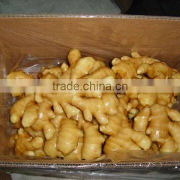 China Fresh Ginger Market Price
