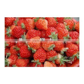 Frozen Fruit photo-4