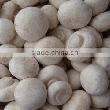 IQF champignon wholes frozen IQF mashroom 2015 new price new season crop