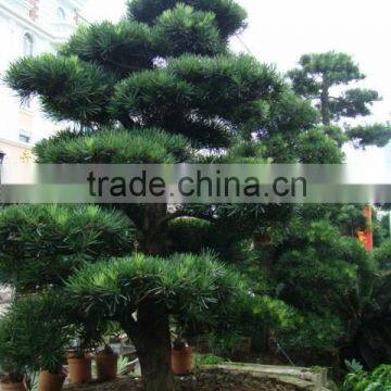 ornamental outdoor natural foliage decorative .bonsai Podocarpus macrophyllus (Thunb.) D. Don