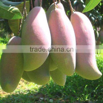 Natural Weight Loss African Mango Seed Extract photo-2