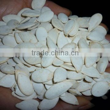 Roasted and Salted Pumpkin Seeds 11cm 13cm