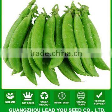 MPE03 Baoman green largest sugar pea seeds, chinese vegetable seeds