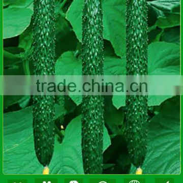 CU14 Jinpin no.1 disease resistant f1 hybrid green cucumber seeds