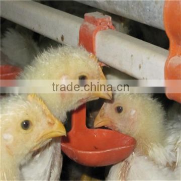 Automatic drinker for chicken broiler