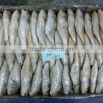 Frozen Yellow Croaker photo-2