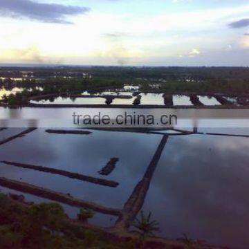 Sell Gracilaria, Euchema Spinosum And Cottoni Seaweeds photo-3