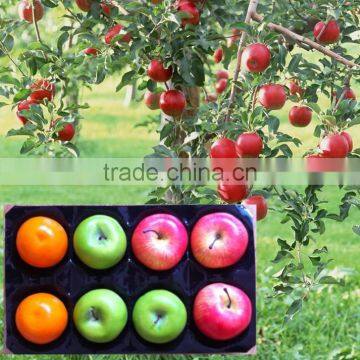 China Supplier SGS Square PP Tray