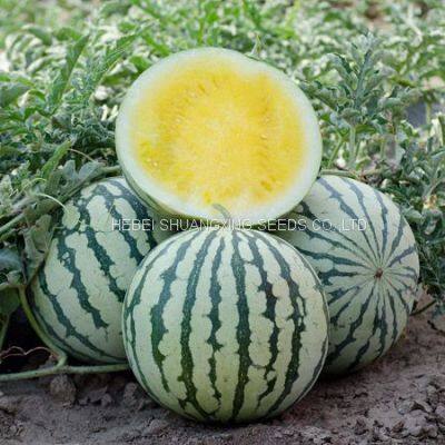 Golden Orchid Small Seedless Yellow Flesh Watermelon Seeds photo-4