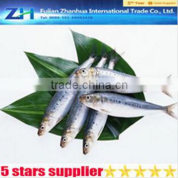 IQF frozen fresh light caught Sardine for tuna bait from China