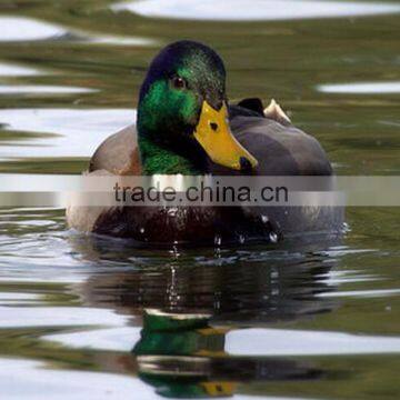 lifelike realstic floating male greenhead duck decoy for hunting garden decoration