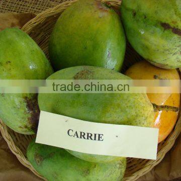 THAI FRESH MANGOES