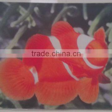 Animal Design Beautiful Soft Commercial Thick Mat photo-5