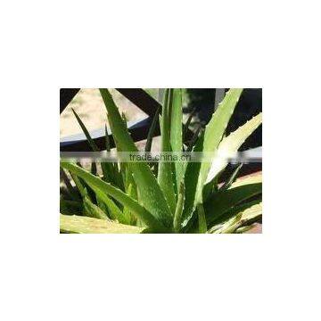 Aloe Vera P.E. Aloeemodin 10%, Aloin 10%20% HPLC