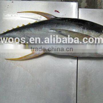 frozen small yellow fin tuna whole round to thailand