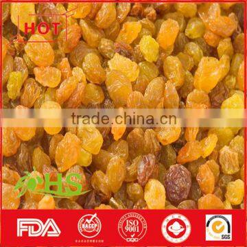Various Type of Organic Sweet Raisins From China photo-4